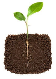 Soils