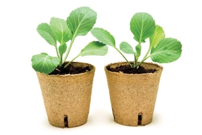 Germination media