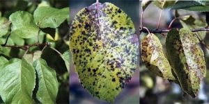 Fungicides