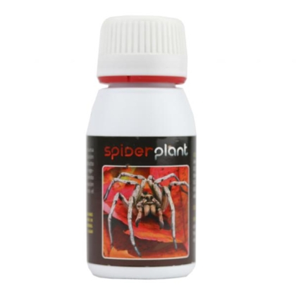 Spider plant 60ml