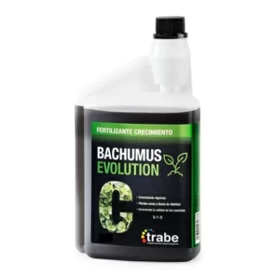 Bachumus evolution crecimiento 