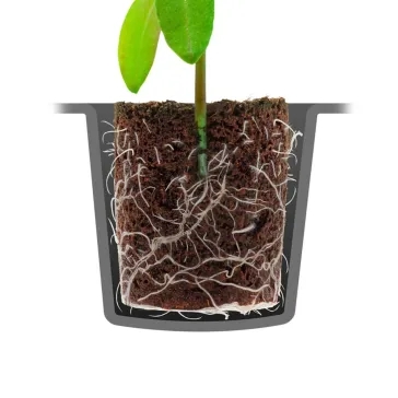Sfungjerë me rrënjë natyrale ROOT!T - Tabaka me 60 kube me rrënjë (pa torfe)